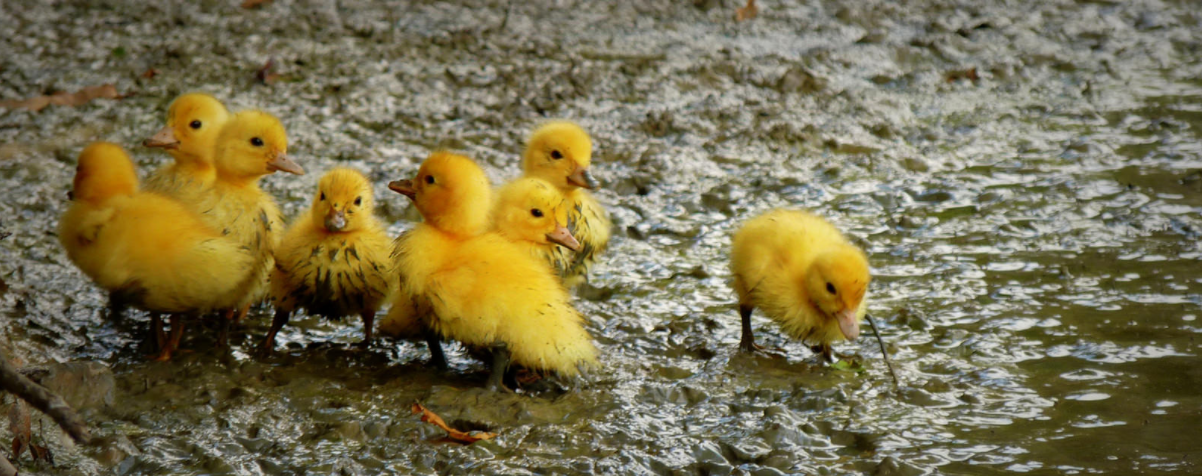 Le CA de la rentrée 2017… c’était du 12 au 15 janvier !