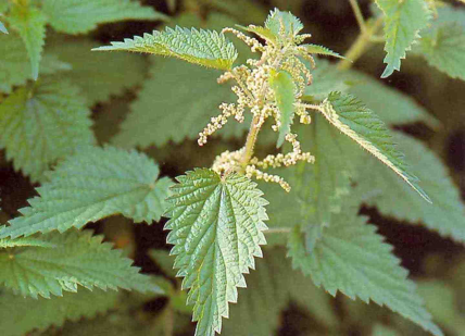 (37) Bulletin d’information : l’ORTIE